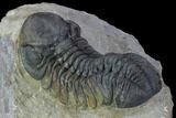 Detailed Austerops Trilobite - Beautiful Eyes #89498-4